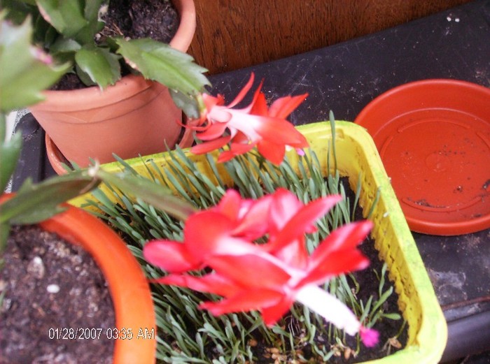 suntem 2 rosii diferite ca nuanta. - schlumbergera 2011_2012