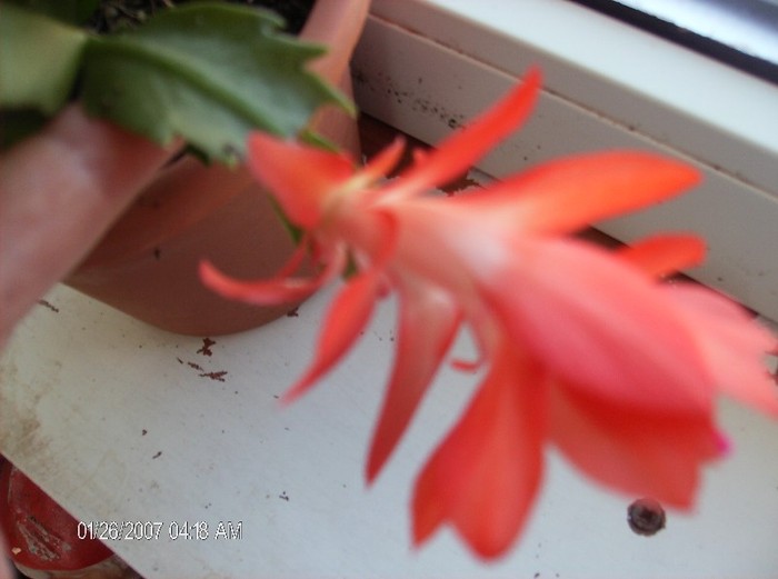HPIM1662a - schlumbergera 2011_2012