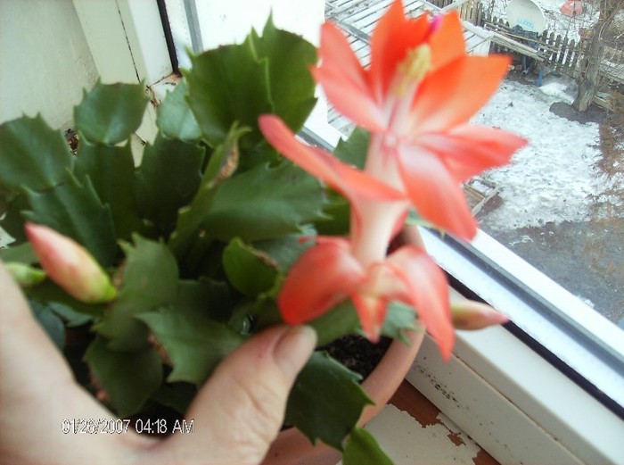 HPIM1663a - schlumbergera 2011_2012