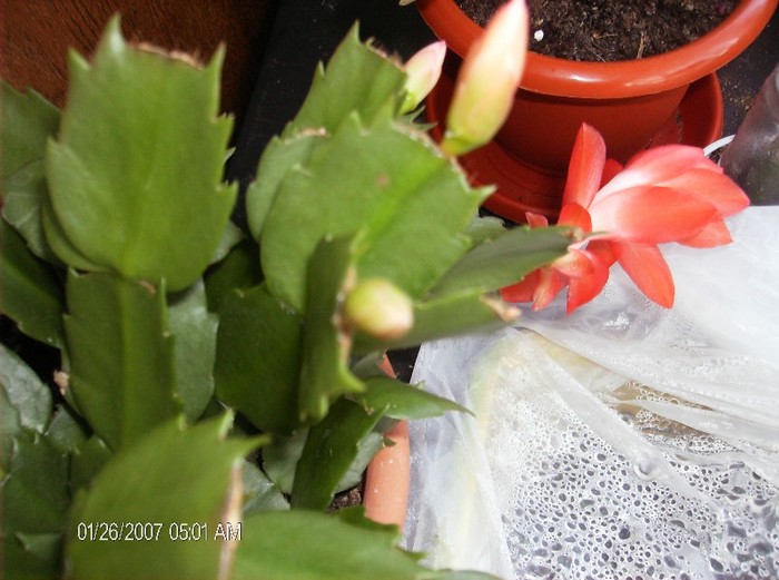 HPIM1677a - schlumbergera 2011_2012