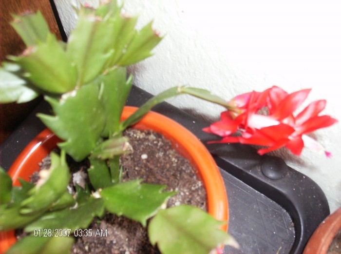 HPIM1700 - schlumbergera 2011_2012