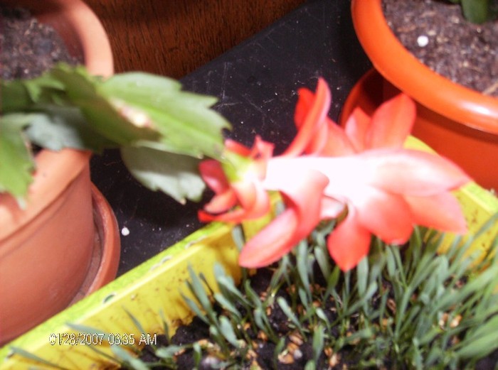HPIM1701 - schlumbergera 2011_2012