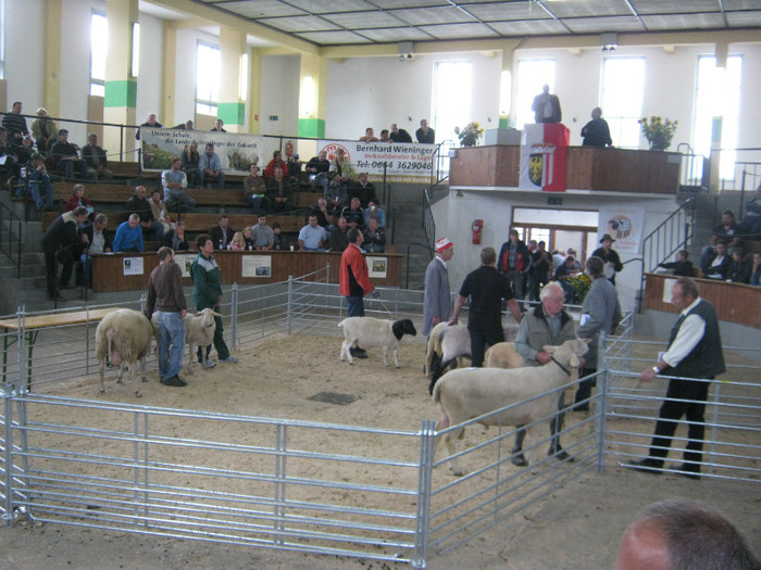 licitatie berbeci de carne28-07-2012 - 7-anunt important