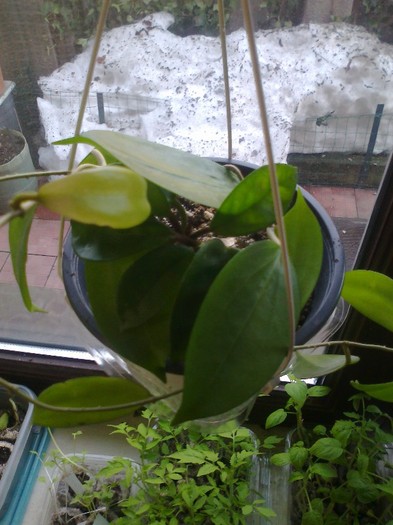 neo caledonica krinkle eight - 0 colectie hoya 2013