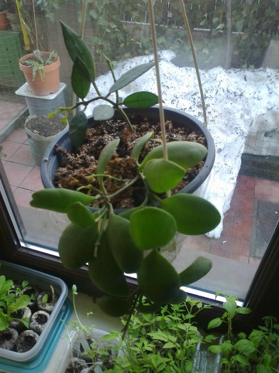 nummularoides incurvula white - 0 colectie hoya 2013