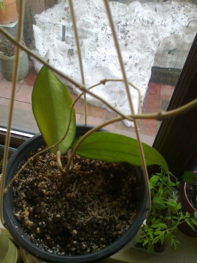 cinamomifolia - 0 colectie hoya 2013