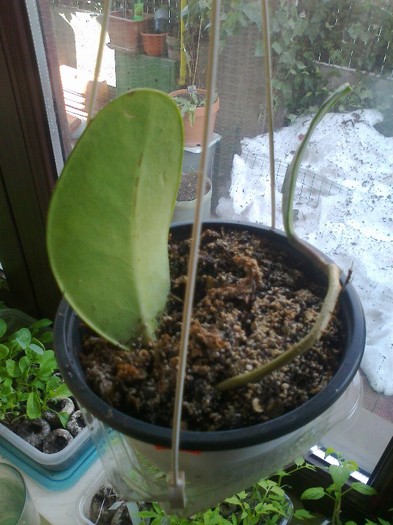 excavata - 0 colectie hoya 2013