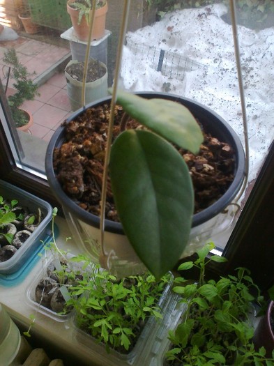 arnotianna - 0 colectie hoya 2013