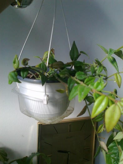 bella - 0 colectie hoya 2013
