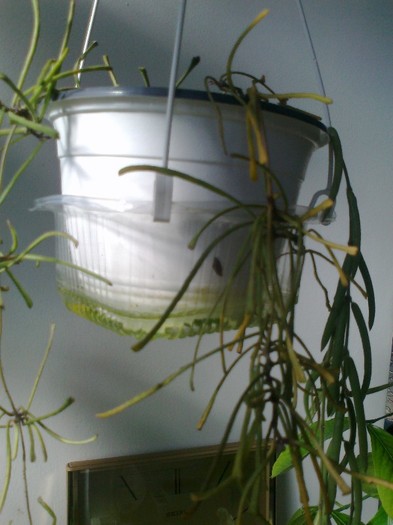 retusa linearis - 0 colectie hoya 2013