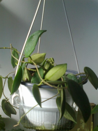 thomsonii - 0 colectie hoya 2013