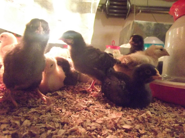 DSCF4584 - 0 VAND PUI GAINA RASA DE CARNE SI MIXTA