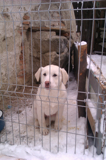 IMAG0012 - catei labrador retriever