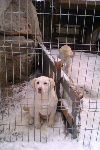 IMAG0022 - catei labrador retriever