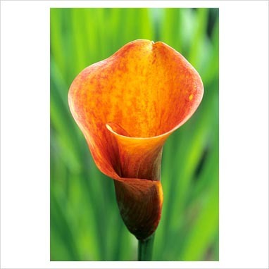 zantedeschia ORANGE - Cala