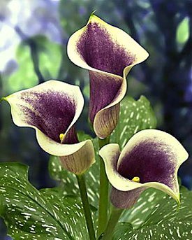 zantedeschia PICASSO - Cala