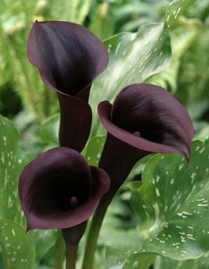 zantedeschia SCHWARZWALDER - Cala