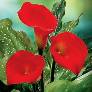 zantedeschia RED; pret 10 lei/bulb
