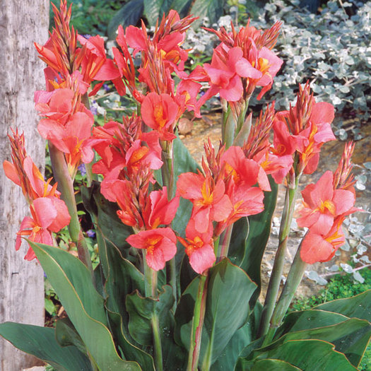 Canna Pink President; 9 lei/bulb
