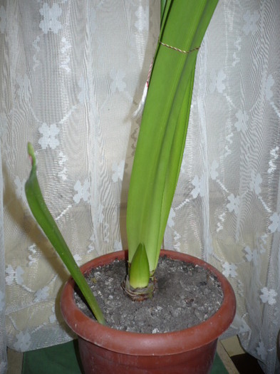 AMARYLLIS !SINGURUL RAMAS IN VIATA !; NU STIU EXACT CULOAREA!
