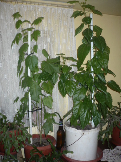 ABUTILON SI HIBI