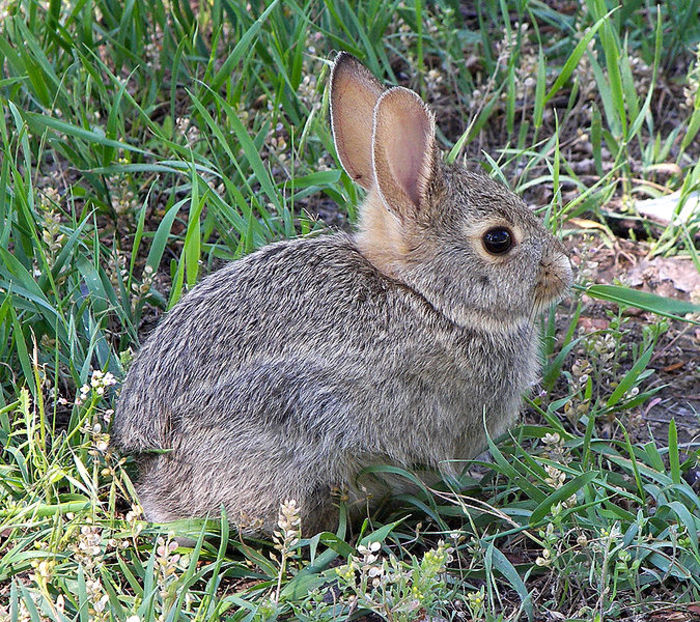 675px-Rabbit_in_montana