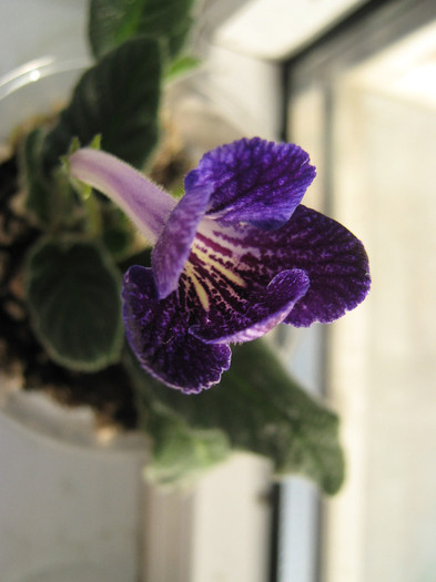  - streptocarpus Bristol_s Fifth Element