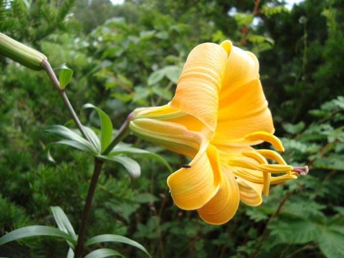Lilium African Queen - Lilium Trumpet bulbi