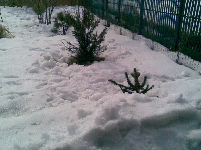 araucaria araucana & friends - PRIMAVARA