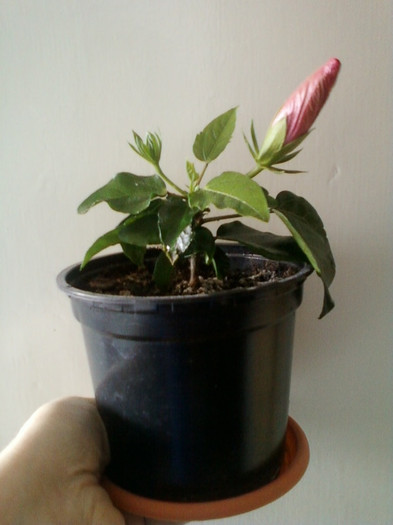 astept...; 13 martie 2012
