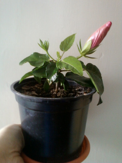 13 martie 2012; ce nuanta o fi , oare ?
