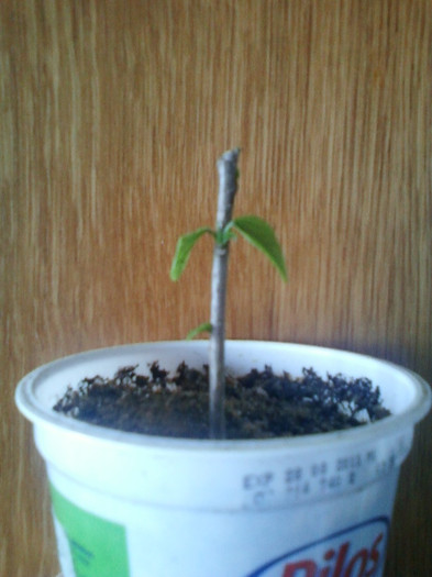 13 martie 2012; un &quot;mosneag&quot; de la nora...
