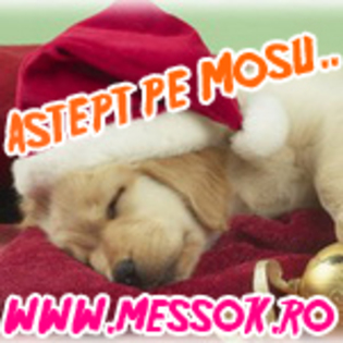 [www.messok.ro]astept pe mosu - avatare