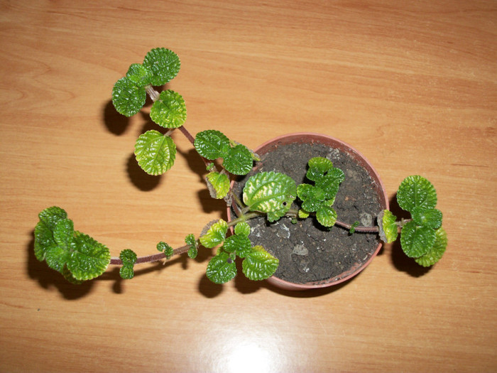 100_7585 - peperomia