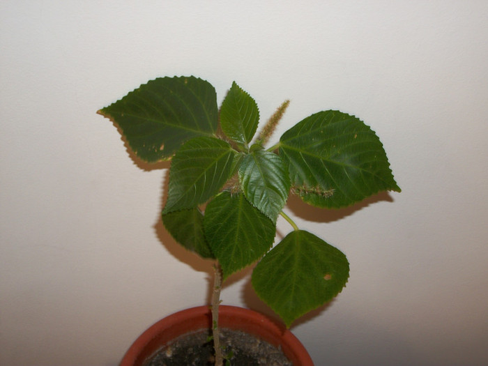 13 martie 2012 - acalypha