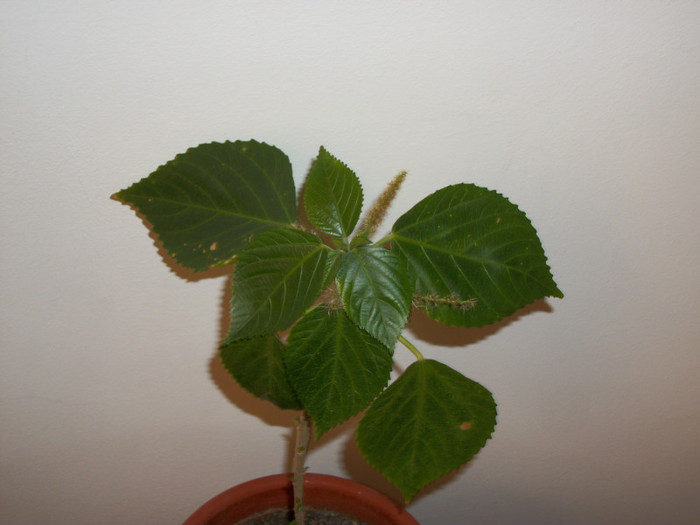 100_7565 - acalypha