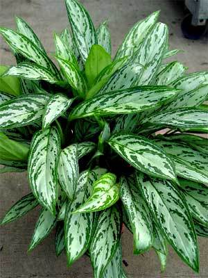 Aglaonema - Flori