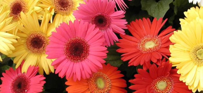 gerbera - Flori