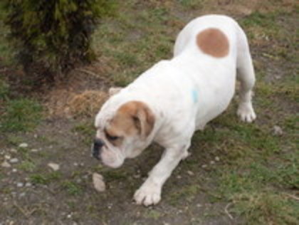 11445455_HCWLNVQNS - DE VANZARE femela bulldog englez