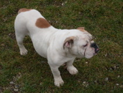 11445474_UBRMNDZOQ - DE VANZARE femela bulldog englez