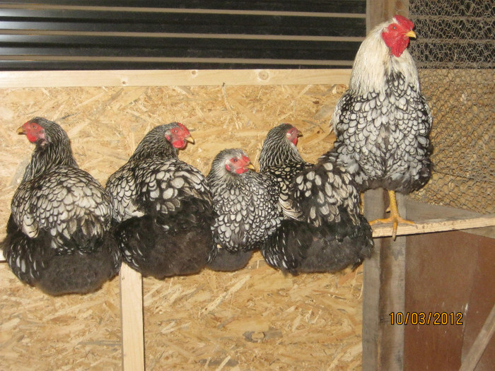 Kép 194 - Wyandotte argintiu