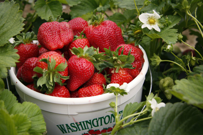 Washington_Farms_Strawberries_6[1] - Capsunile Cavalier de la ferma Julyana Timisoara
