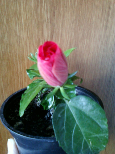 13 martie 2012 - hibiscus