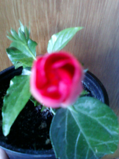 superba culoare... - hibiscus