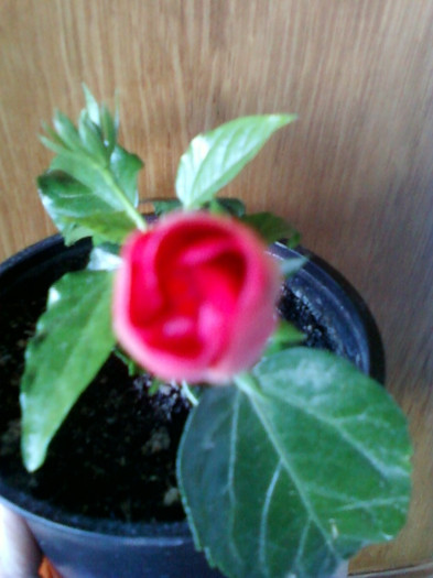 oare se deschide azi ...? - hibiscus