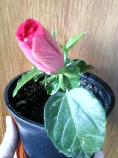 13 martie 2012; este superb...
