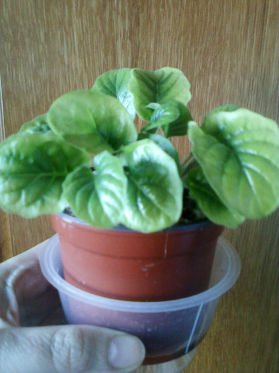 pui de gerbera; 13 martie 2012
