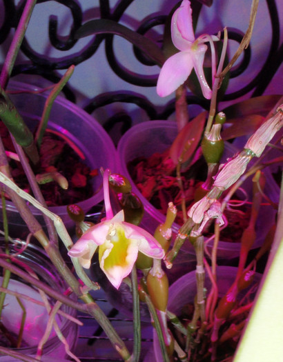 findlayanum floare - Dendrobium nobile etc