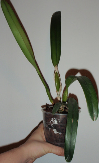 laelia purpurata - Laelia