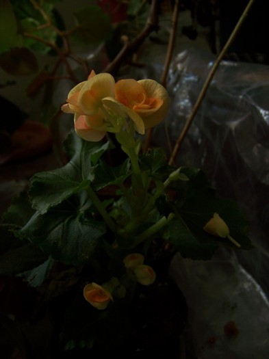 100_6275 - Martie 2012